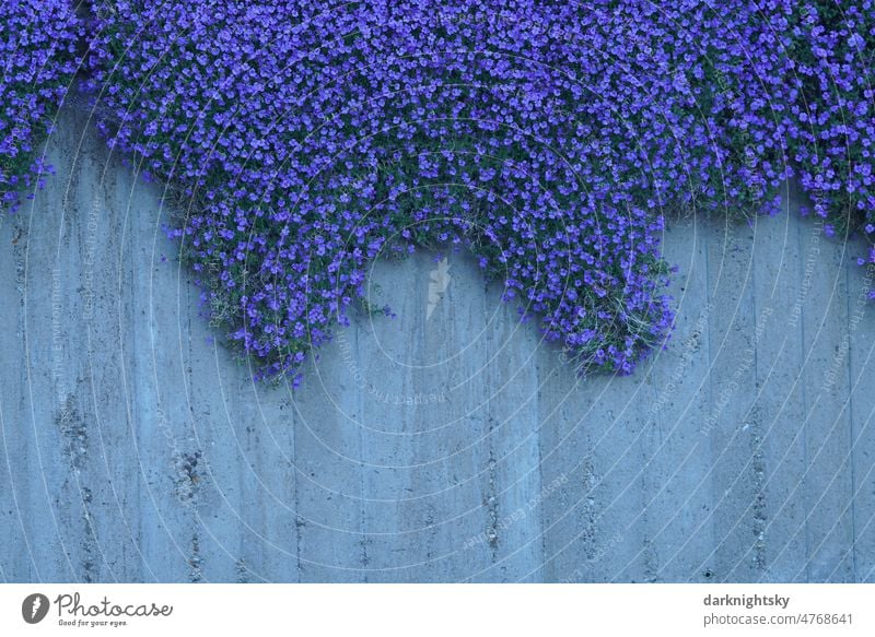 Aubrieta, Blaukissen wächst an einer Mauer aus Beton in einem Garten, hängender Garten griechisches blaukissen blüten blau blumenbedeckt blühen Blume Natur