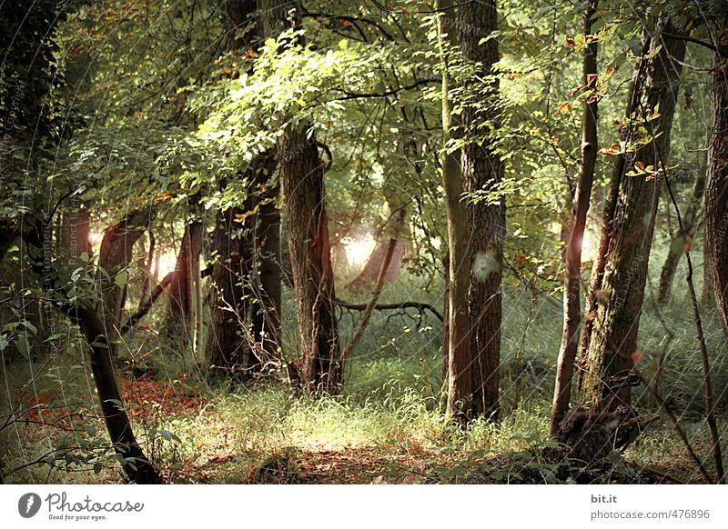 Märchenwald Umwelt Natur Pflanze Schönes Wetter Lebensfreude Weisheit geheimnisvoll Umweltschutz Vergänglichkeit Wege & Pfade träumen Traumwelt