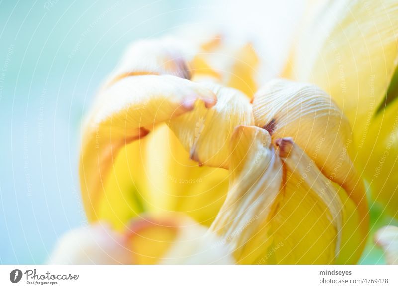 gelbe Tulpe Makroaufnahme Blume Blüte Frühling türkis abstrakt nahaufnahme Natur Farbfoto Blühend Blumenstrauß leuchten bunt Hoffnung Textur