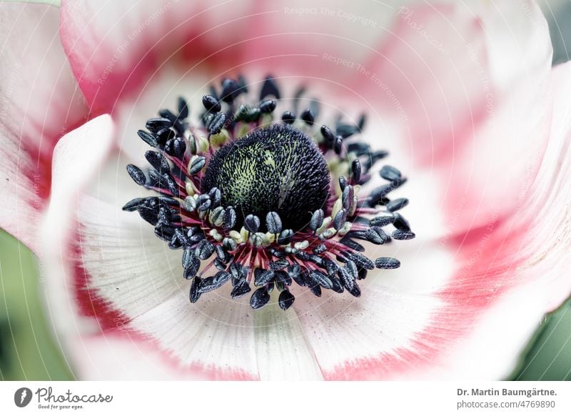 Kronenanemone, Anenone coronaria, weiß-rote Sorte; High-Key-Foto Auslese Blüte blühen Blume Staubblätter Blütenblätter Nahaufnahme Hahenfußgewächse