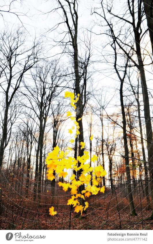 Golden leuchtendes Ahorn-Laub im düsteren Herbstwald Wald Bäume Blätter Gegenlicht Transparent Herbstlaub herbstlich Natur Herbststimmung Vergänglichkeit