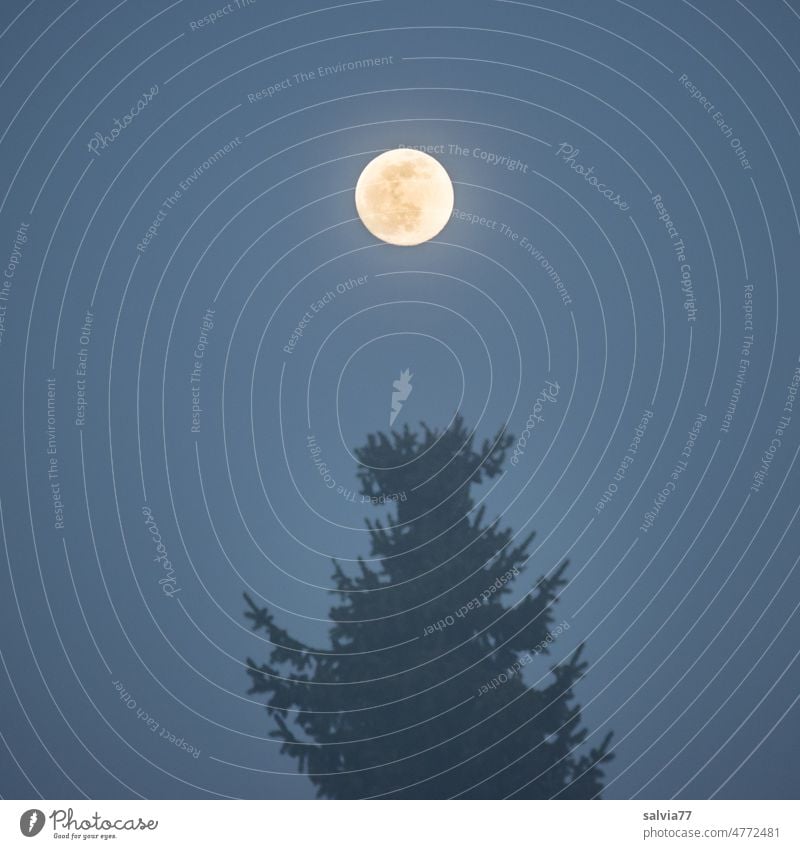 Vollmond überm Tannenwipfel Mond Nacht Baum Wipfel Baumkrone Nachthimmel dunkel Himmel Natur Mondschein leuchten Silhouette Menschenleer Licht Stimmung Kontrast