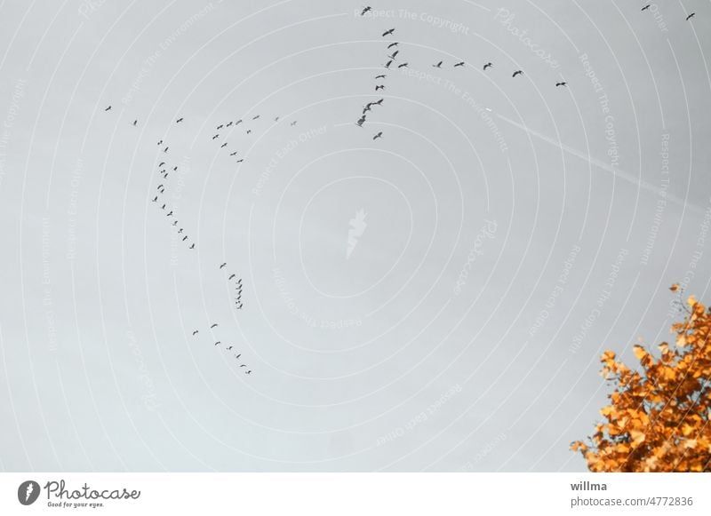 Kranichjäger Kraniche Flug Zugvögel Düsenjäger fliegen Vogelzug Schwarm Vogelschwarm Herbst herbstlich Vogelflug Formation Vögel