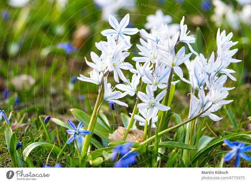Die Sternhyazinthe ist ein Frühblüher, der den Frühling ankündigt und zu Ostern blüht. Gewöhnliche Sternhyazinthe blau Blume hübsch Garten Park Pollen Sommer
