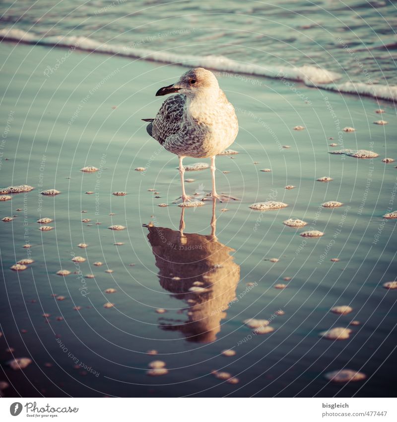 Möwe V Meer Wasser Wellen Küste Strand Ostsee Vogel 1 Tier Blick stehen blau braun grün Farbfoto Außenaufnahme Menschenleer Tag Reflexion & Spiegelung