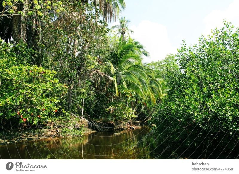 mittendrin grün Umweltschutz schön fantastisch außergewöhnlich Erholung Costa Rica Urwald Blatt Baum Klimawandel Pflanze Landschaft Natur Ferne