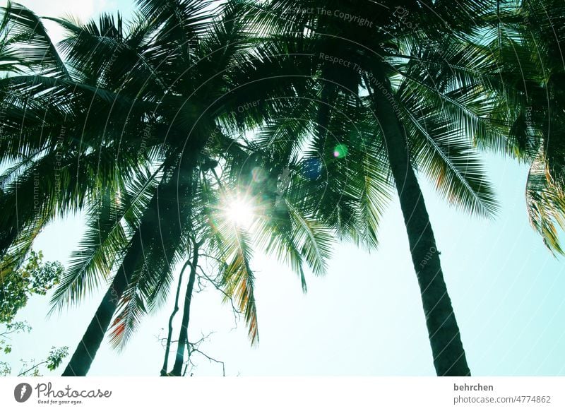 unter palmen Pazifik Ferien & Urlaub & Reisen träumen Ferne Strand Meer fantastisch Sehnsucht Fernweh Karibisches Meer Costa Rica Karibik besonders schön Palmen