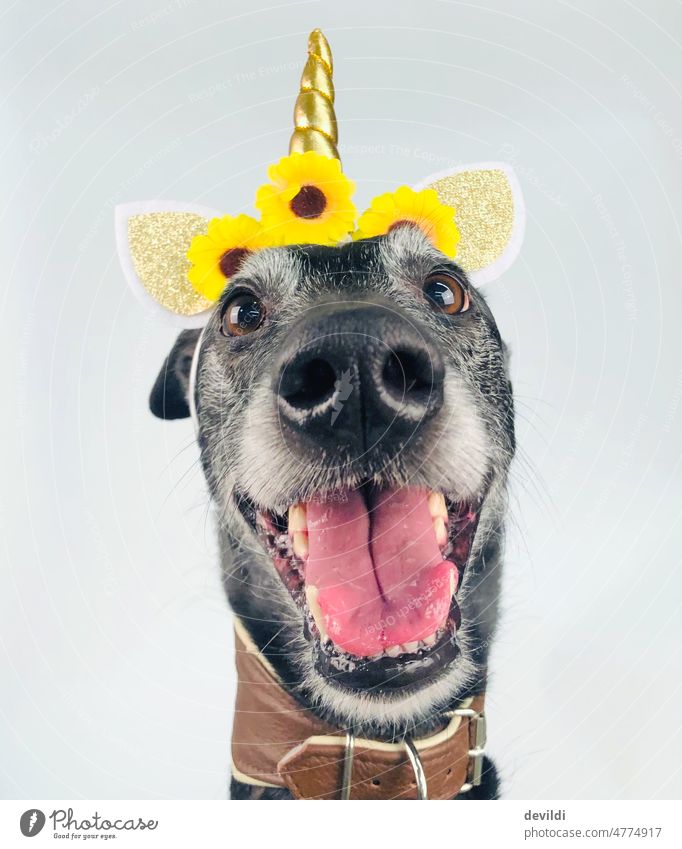 ein Einhornhund Greyhound Hund Haustier Porträt Tierporträt Blick Nahaufnahme Tiergesicht Blick in die Kamera niedlich Schnauze 1 Tierliebe Menschenleer