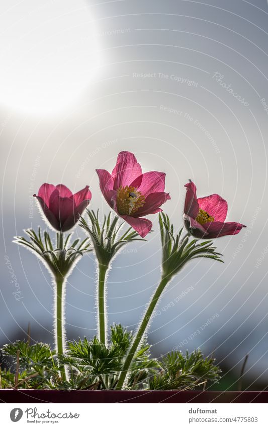 Makroaufnahme einer Blume 'Küchenschelle' im Gegenlicht Kuhschelle Hahnenfußgewächse Pflanze Nahaufnahme Schwache Tiefenschärfe Natur Außenaufnahme Frühling