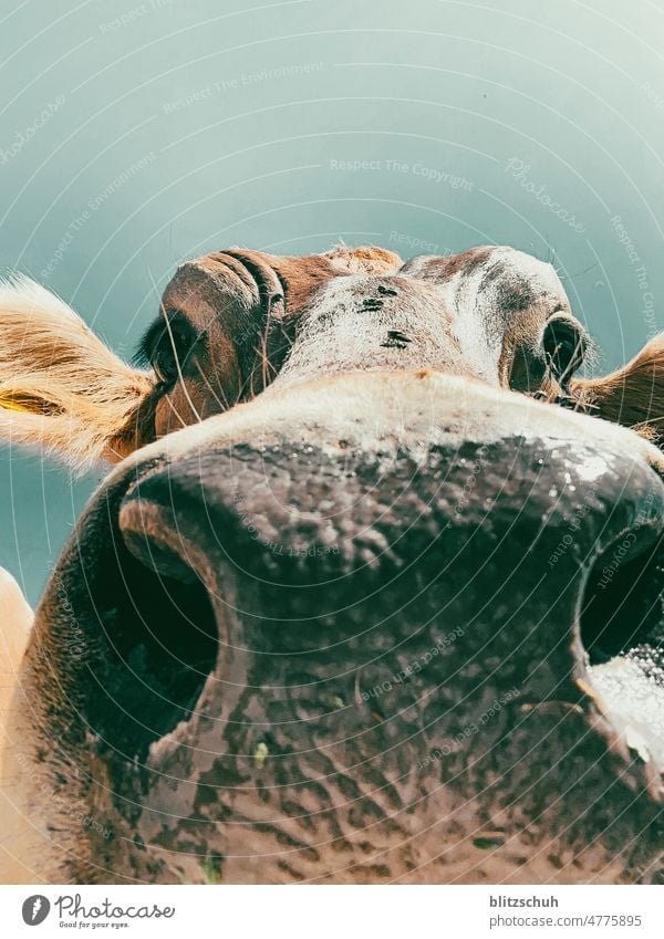 Neugierige Kuh cow tier nutztier schnauze nase kopf kuhkopf neugierig alp schweiz suisse switzerland Blick braun Landwirtschaft Ländliche Szene im Freien
