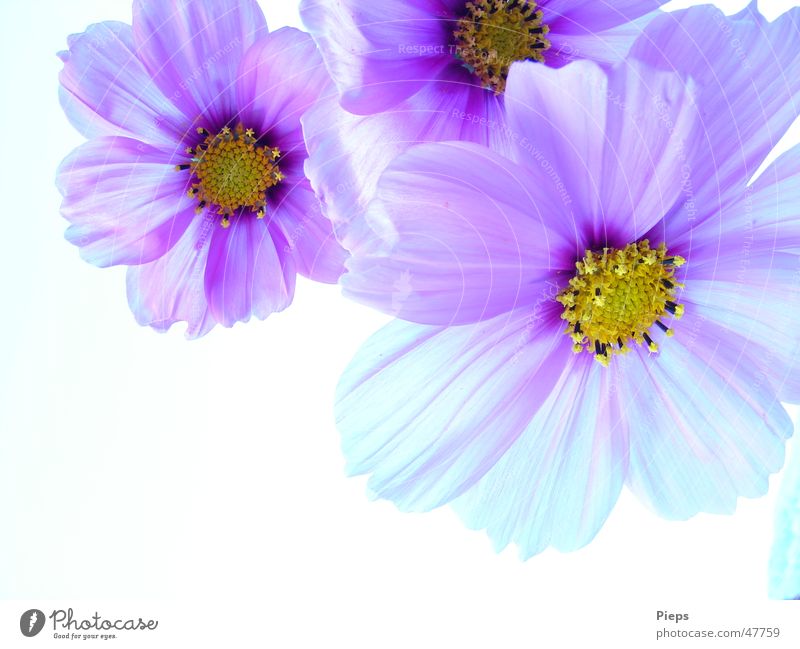 Drei Violette Cosmea Blüten vor neutralem Hintergrund Farbfoto Außenaufnahme Nahaufnahme Textfreiraum unten Hintergrund neutral Tag harmonisch Sommer Garten