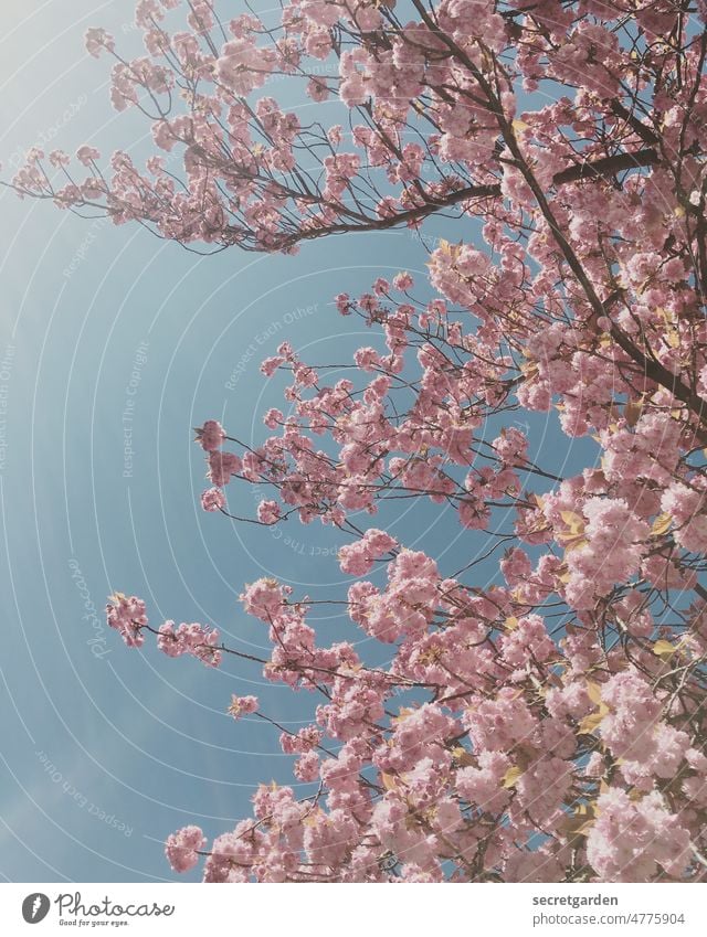 kitsch as kitsch can Kirschblüten Kirschbaum pink rosa blau babyblau Frühling Blüte Natur Baum Blühend Frühlingsgefühle Kirsche Park Außenaufnahme Pflanze Duft