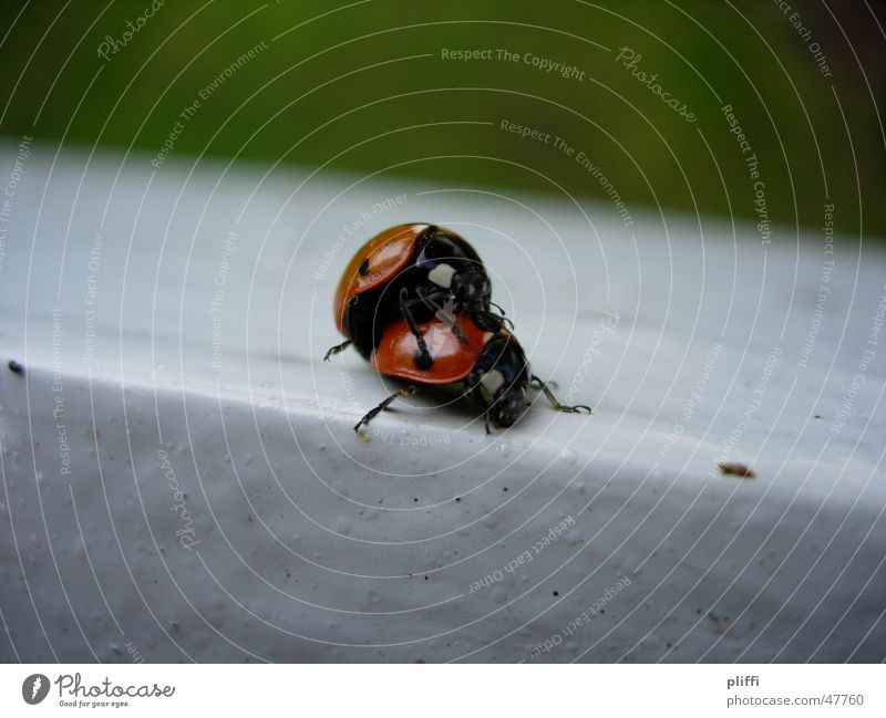 Marienkäferliebe Tier Kuscheln Natur Käfer