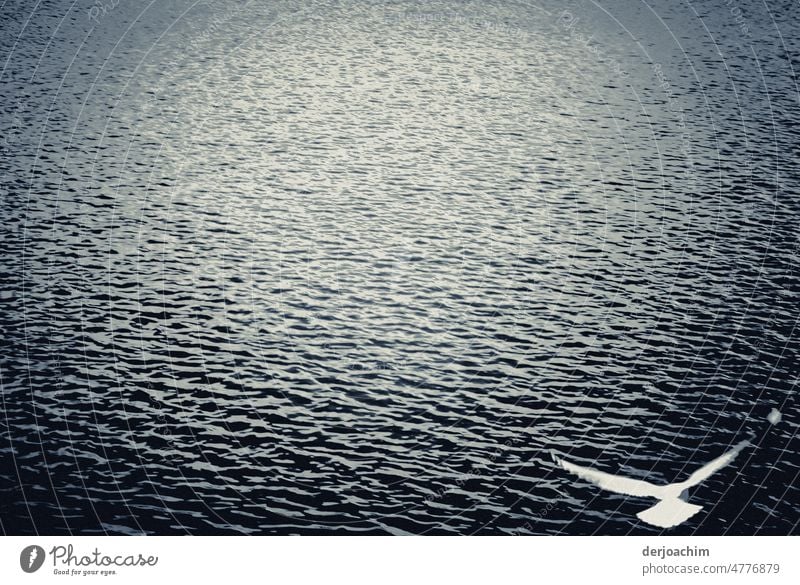 Eine weiße Möve fliegt alleine über das von Sonnenlicht glänzende Meer. Möve im Flug Flügel fliegen Vogel Freiheit Tier Luftverkehr Feder Monochrom frei