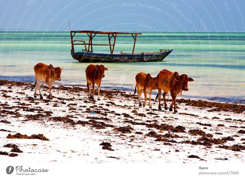 pirague in der blauen lagune entspannen von zanzibar afrika Ferien & Urlaub & Reisen Tourismus Ausflug Strand Meer Insel Wellen Segeln Natur Tier Sand Wolken