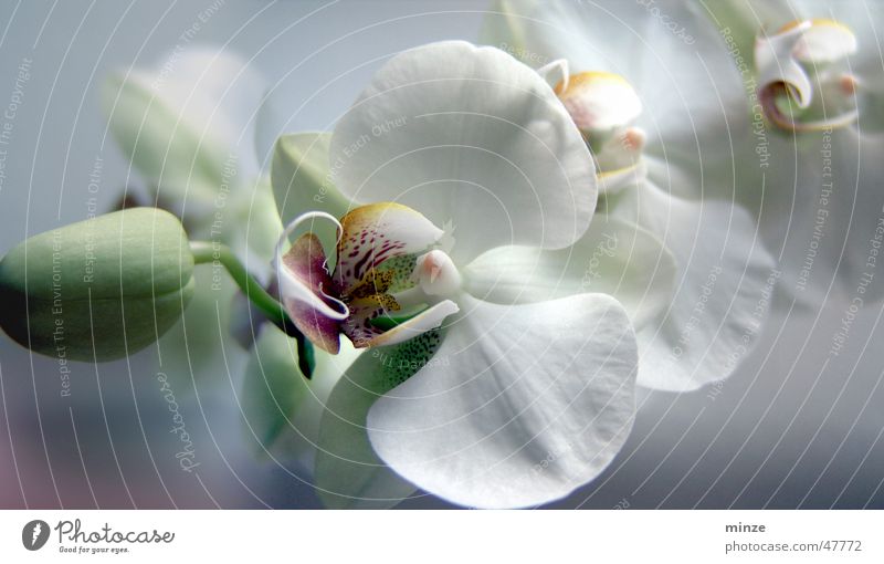 orchi Orchidee weiß Blume Romantik Frühling Strukturen & Formen Blütenknospen Blühend