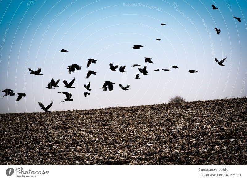 Krähenschwarm über unbepflanztem Acker Vogel Himmel Rabenvögel fliegen Tier schwarz Feder Ackerbau Schnabel Ackerland Flügel Winter Luft gefiedert Landschaft