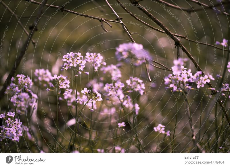 Frühling in lichtem Rosa Wiesenschaumkraut Frühlingsblume rosa Blume Blüte Blühend Frühlingsfarbe Farbfoto Natur Pflanze Menschenleer schön Licht Leichtigkeit