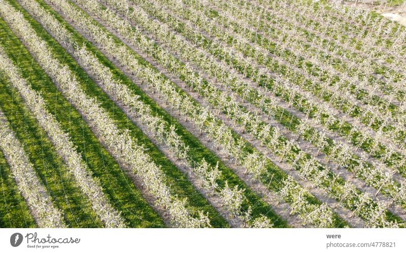 Blühende Apfelbaumplantage im Obstanbaugebiet Lindau-Bodensee in Deutschland aus der Luft gesehen blüht Lebensmittel Frucht Malus Russland Ukrainer Air Bayern