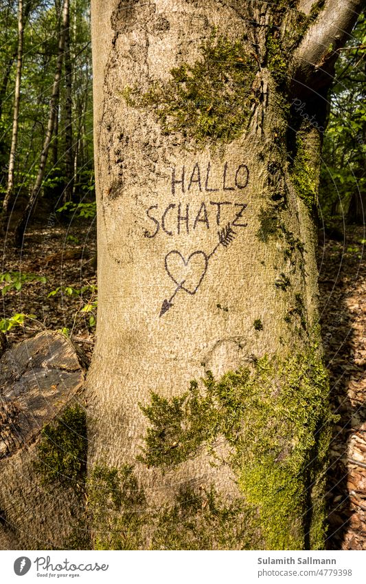 Hallo Schatz PFLANZEN ZEICHEN baum botanik deutschland pflanze symbol zuneigung Inschrift eingeritzt Liebesbotschaft Botschaft markierung Herz mit Pfeil