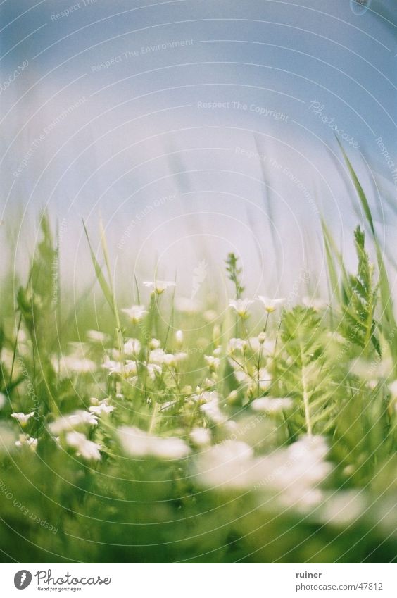 Frühlingsgefühle Wiese Blume weiß grün Sommer Blüte springen Himmel Rasen blau meadow flowers white blue sky bloom blossom