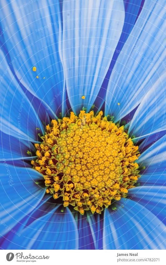 Lebendiges blaues Gänseblümchen Nahaufnahme Frühling natürlich Farbe Blumen Natur Blatt Schönheit Botanik Sommer Pflanzenwelt Flora Wachstum Blütenkopf Pollen