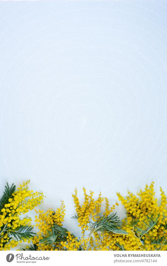 Bordüre aus gelben Mimosenblüten auf blauem Hintergrund mit Copy Space. Ferienkarte Ostern, 8. März, Geburtstag Blume Rahmen weiß hell Farbe Dekor