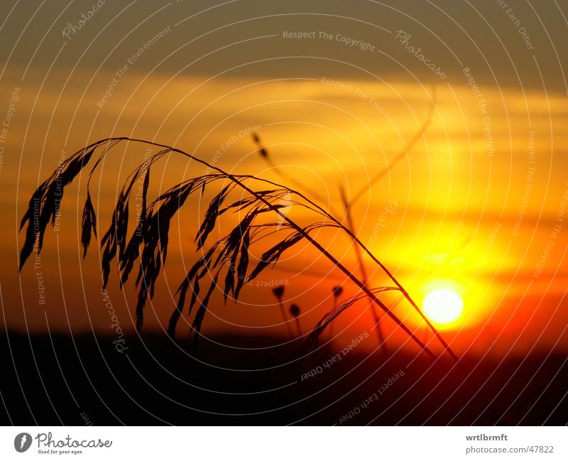 Gras vor der Sonne Sonnenuntergang rot gelb grau Halm schwarz Farbübergang Wolken Sonnenstrahlen Pflanze Stengel Gegenlicht Farbverlauf Himmel Abend orange