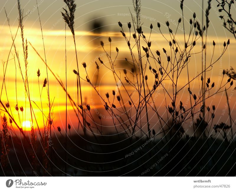 Die letzten Sonnenstrahlen Gras Halm Pflanze Sonnenuntergang Wolken rot gelb grau schwarz Wiese Herbst Stengel Gegenlicht Farbverlauf Farbübergang Zweig Himmel