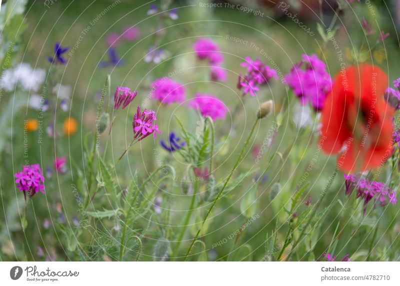 Filigran | wirken die Blumen in der Wiese Natur Flora Pflanze Blatt blühen Tag Tageslicht verblühen Garten Sommer Blütenblätter wachsen Mohn Mohngewächse