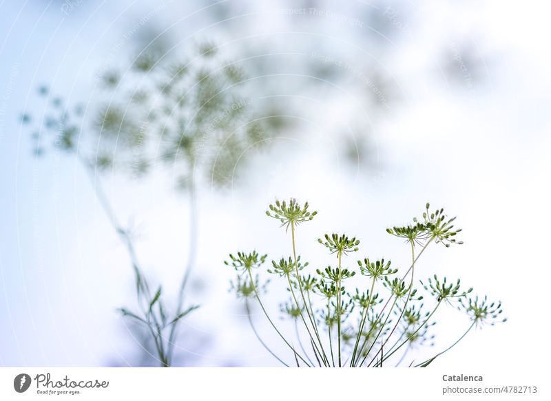 Dill, Anethum graveolens Himmel Blüte Stiel Natur Flora Pflanze blühen verblühen Tag Tageslicht Garten Blütenstand Blüten und Früchte Gewürz Doldenblütler Blau