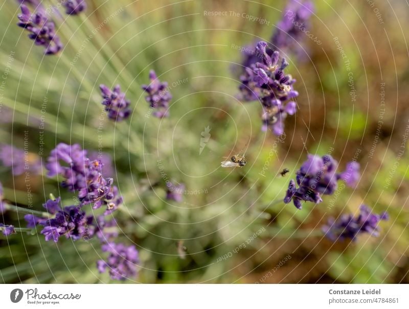 Tote Biene im Spinnennetz zwischen Lavendelblüten Insekt Blüte Blume Tier Sommer Natur fleißig Pollen Garten Honigbiene bestäuben Nutztier Blühend Menschenleer