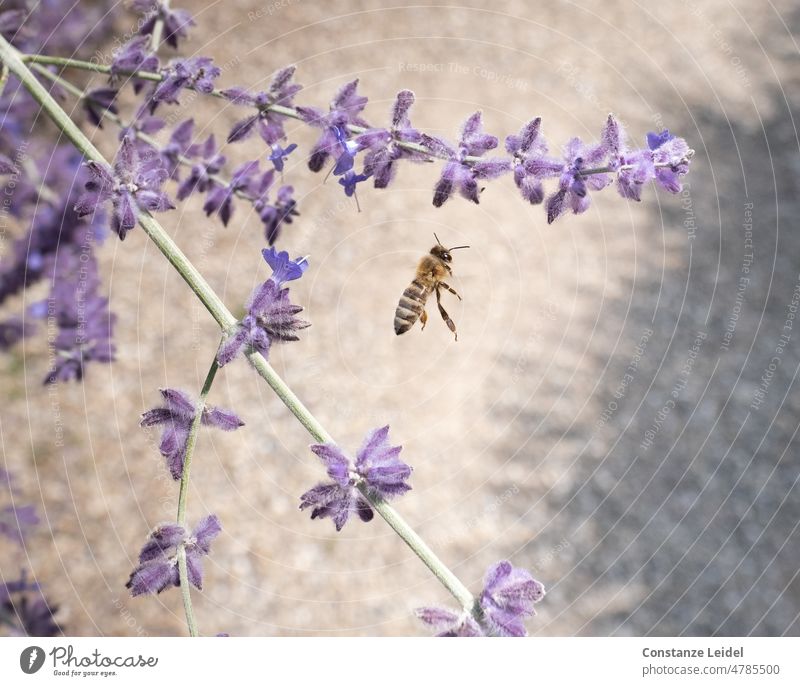 Biene im Flug zwischen Lavendelblüten Insekt Blüte Blume Tier Sommer Natur fleißig Pollen Garten Honigbiene bestäuben Nutztier Blühend Menschenleer Umwelt Duft