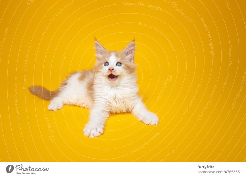 lustiges Ingwer-Kätzchen mit offenem Mund auf gelbem Hintergrund Katze Haustiere fluffig Fell katzenhaft Katzenbaby maine coon katze Rassekatze