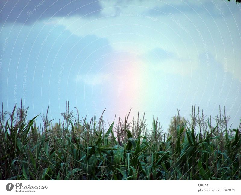 Regenbogen am Abend RGB Himmel Feld mehrfarbig Wolken Lichtspiel Farbenspiel böse schön Trauer Naturphänomene Außenaufnahme rainbow sky color gut und böse Mais