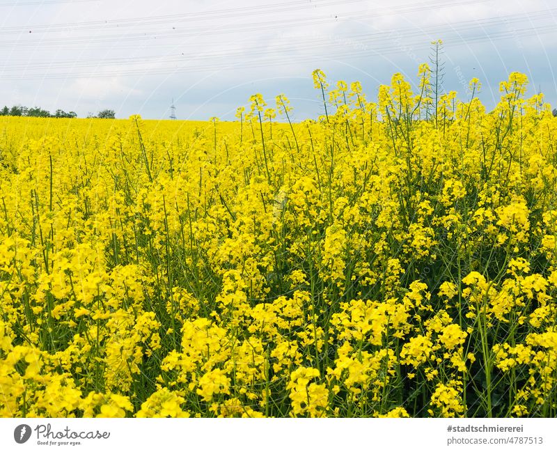 Blühendes Rapsfeld Feld Natur Frühling Landwirtschaft Umwelt Himmel gelb Farbfoto Schönes Wetter Rapsblüte Nutzpflanze Blüte Rapsanbau Landschaft Pflanze