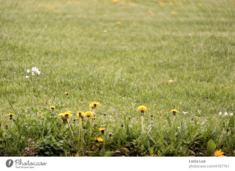 Löwenzahn und Lichtnelken am Rand einer Wiese grün Frühling Loewenzahn zart weiß gelb blühend Blüten Gras grasgrün sonnig Unkraut Natur Umwelt