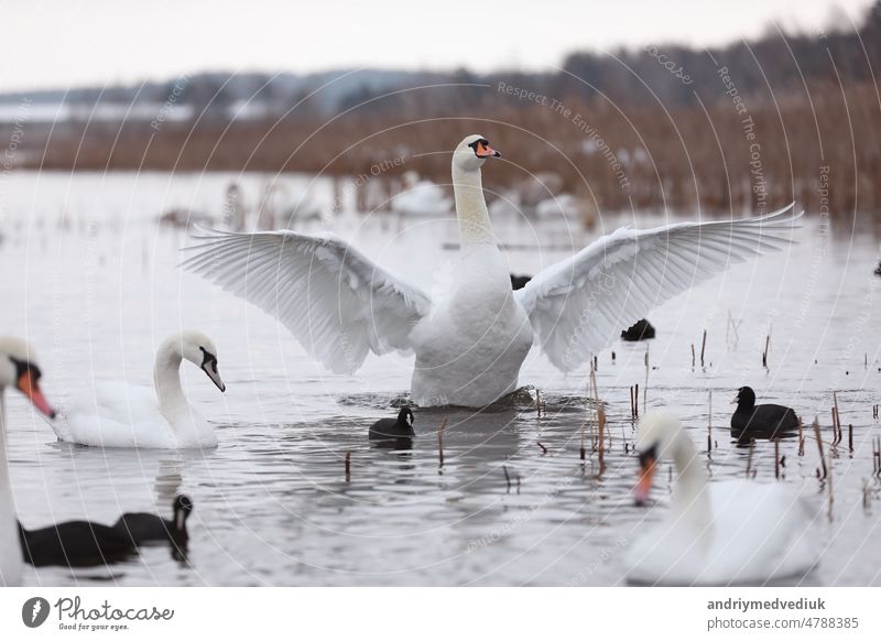 Schwarm Schwäne schwimmt im Teich. Überwinterung von Wildvögeln in der Stadt. Überleben der Vögel, Natur Pflege, Ökologie Umwelt Konzept, Fauna Ökosystem wild