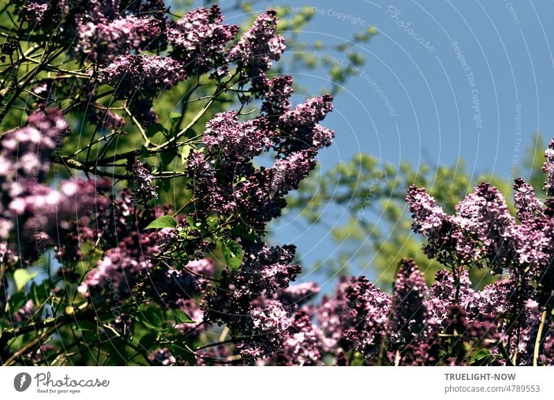 Blüten Rausch im Mai / Flieder Düfte zieh'n vorbei / Himmel wolkenfrei Blütenpracht violett Maienzeit himmelblau Strauch Garten Natur wolkenlos Frühling Sommer