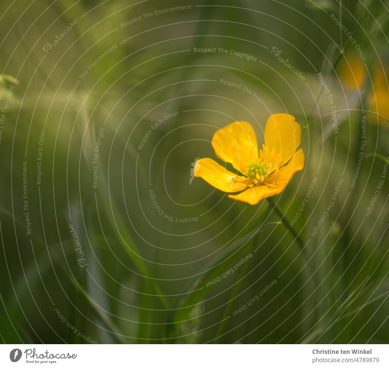 Ein gelbes Butterblümchen im grünen Gras Butterblume Hahnenfuß (Ranunculus) Hahnenfußgewächse Wiesenblume Frühlingsblume hübsch klein Kindheitserinnerungen
