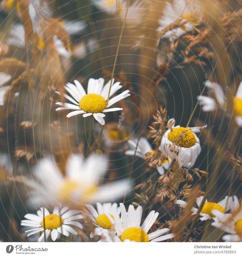 Anfang und Ende | Vom Werden und Vergehen... Margeriten und trockene Gräser auf einer Wiese Margeritenwiese Wildblumen Wildblumenwiese schön blühend Sommer