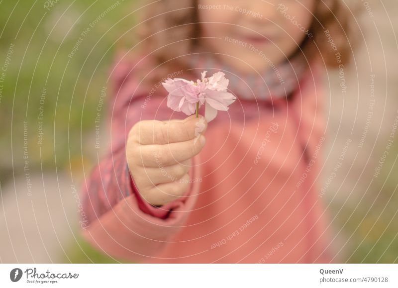 Ein Kind hält eine Blume in Rosa rosa Kindheit Natur Pflanze Frühling Kindererziehung Kindergarten Kleinkind 3-8 Jahre Freude