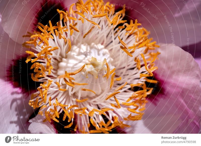 Nahaufnahme einer Blüte Blütenstempel Detailaufnahme Pollen rosarot weiss lila gelb blühen Frühling Blume Natur Schwache Tiefenschärfe Pflanze Makroaufnahme