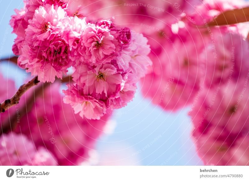 bämm pink Baum Pflanze sommerlich Duft Sonnenlicht wunderschön Wärme Farbfoto blühen Blüte Frühling Menschenleer Blume Leichtigkeit Sommer Bäume Außenaufnahme