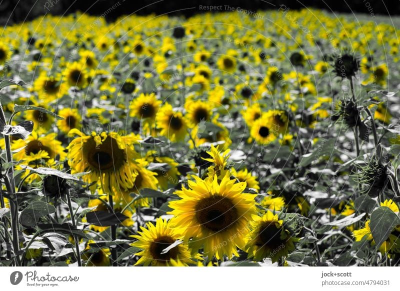 Mehr Sonnenblumen für unser Land gelb Feld Blume Landwirtschaft Blumenfeld Nutzpflanze Sonnenblumenfeld Pflanze Blüte Natur Sommer Sonnenlicht Wachstum Blühend