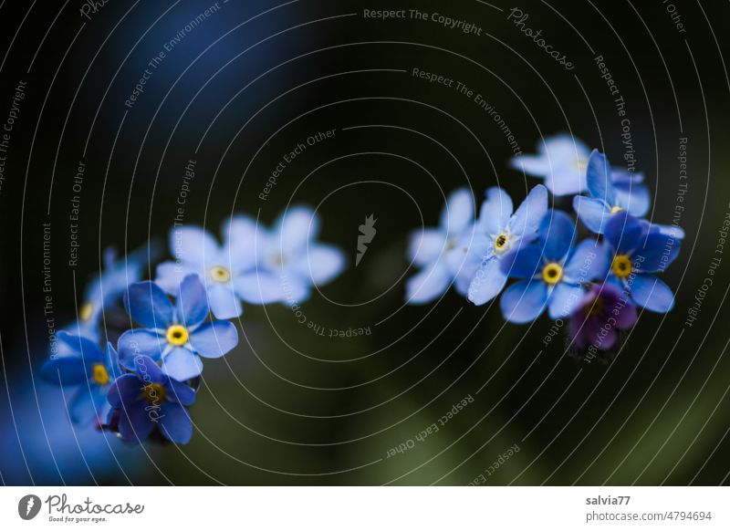 Vergissmeinicht Myosotis blau Vergißmeinnicht Blume Blüte Natur Blühend Pflanze Frühling Nahaufnahme Farbfoto Frühlingsblume Schwache Tiefenschärfe Garten