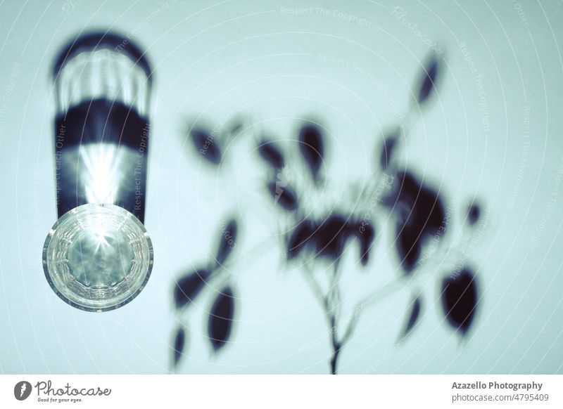 Kreatives Konzept Stillleben Glas Wasser und eine Pflanze Schatten in blau. Baum Blatt Ast abstrakt Kunst Silhouette hart Schlaglicht flache Verlegung