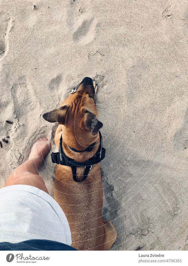 Die beste Freundin wieder am Strand Hund Haustier Spaziergang Strandspaziergang Gassi gehen Hund und Mensch mit dem Hund rausgehen Freundschaft bester Freund
