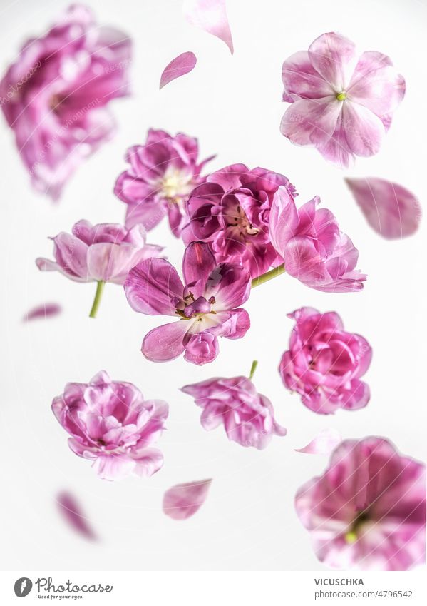 Schöne fliegende rosa lila Blume und Blütenblätter auf weißem Hintergrund. schön purpur weißer Hintergrund geblümt Levitation Konzept Vorderansicht verschwommen