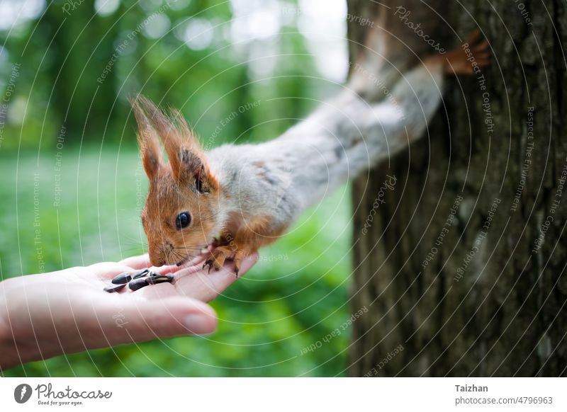 Eichhörnchen frisst Nüsse aus der Hand eines Menschen. Eichhörnchen beim Füttern im Park. Tier essen fluffig Fell Säugetier Tierwelt Blick Nagetiere Futter